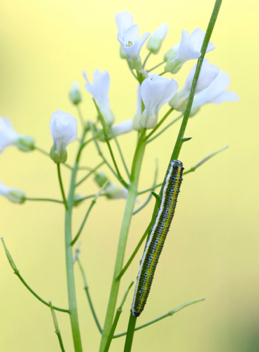 Falcate Orangetip caterpillar